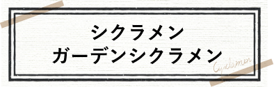 シクラメン