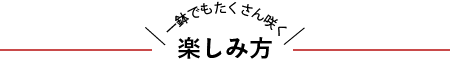 一鉢でもたくさん咲く！楽しみ方