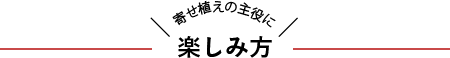 寄せ植えの主役に！楽しみ方