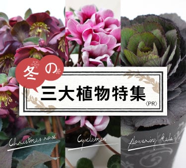 冬の三大植物