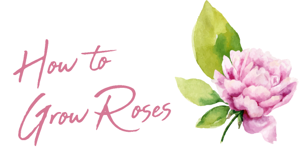 How to grow roses